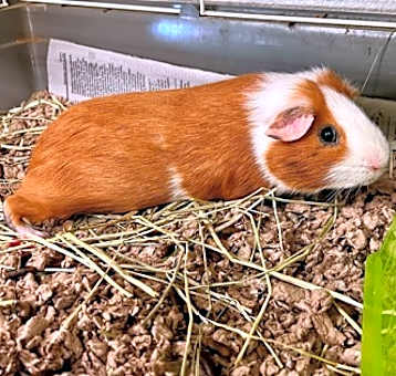 Photo of CHORIZO