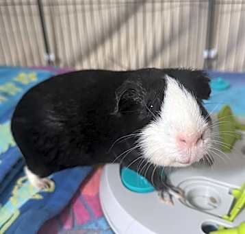 Photo of Moomoo
