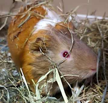 Photo of Chcharle