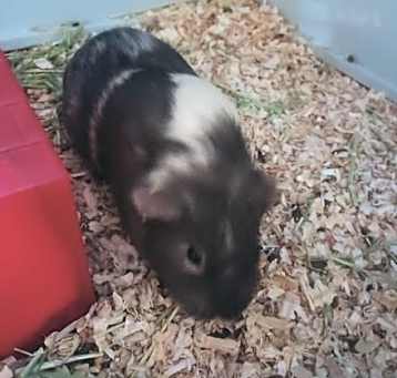 Photo of Primrose, Polly, and Rosy