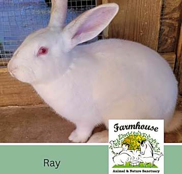 Photo of Ray