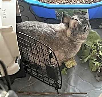 Photo of Roo