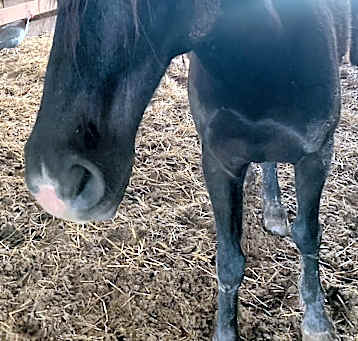 Photo of Renegade