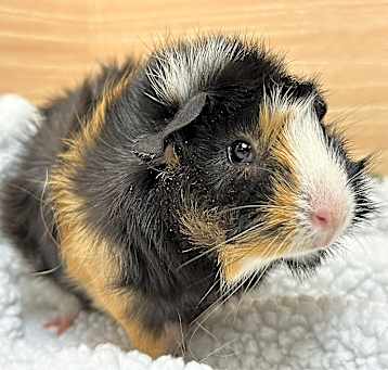 Photo of Kirby
