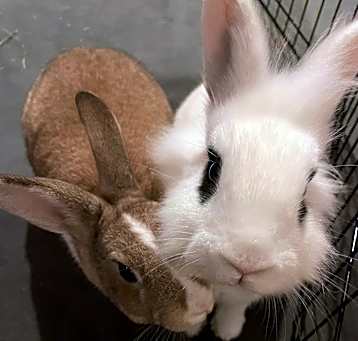 Photo of Dandelion and Indigo