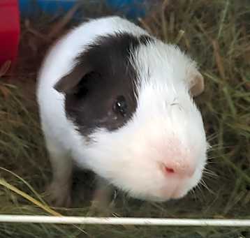 Photo of Papir