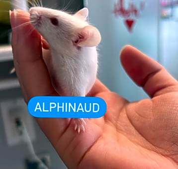 Photo of Alphinaud