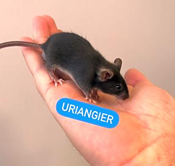 Photo of Uriangier