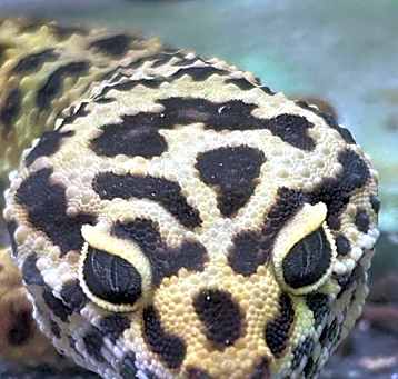 Photo of Rex
