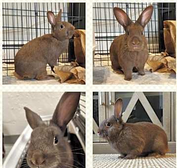 Photo of Ranger