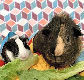 Photo of Bronco & Dawson