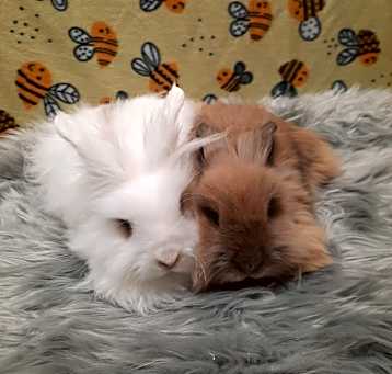 Photo of Bambi & Snow