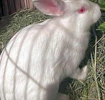 Photo of Cheesecake