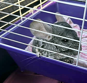 Photo of Lucario