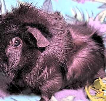 Photo of Nightshade