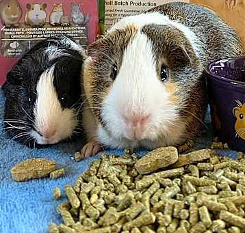 Photo of Blaze & Nugget