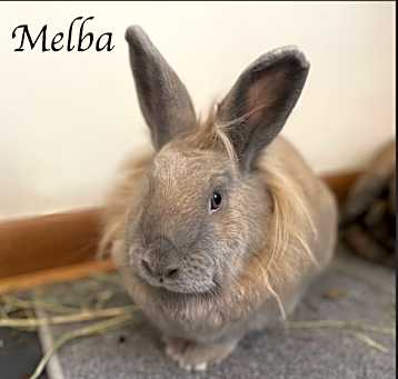 Photo of Melba