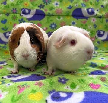Photo of Komoda ( Bonded to Sassy P)