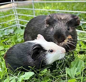 Photo of Fig & Pibb BONDED