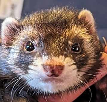 Photo of Ratty