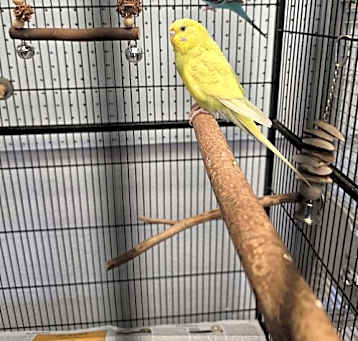 Photo of Banana & Joe
