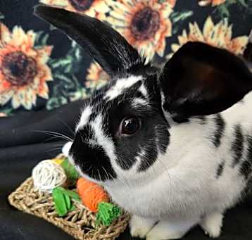 Photo of Mia