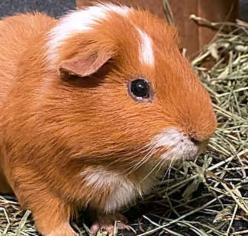 Photo of Ginger