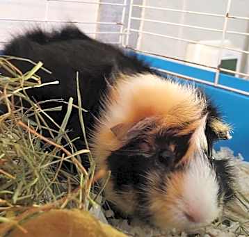 Photo of Ferrise