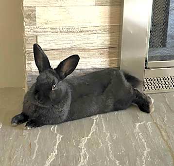 Photo of Mochi