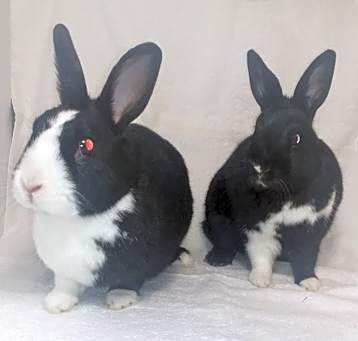 Photo of Midge and Middy