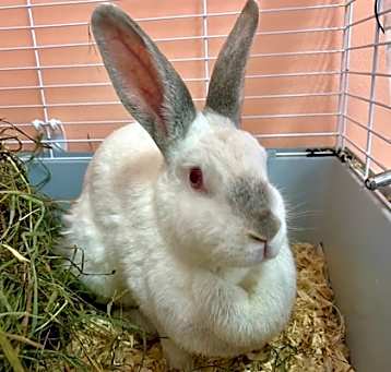 Photo of Babbitty Rabbitty