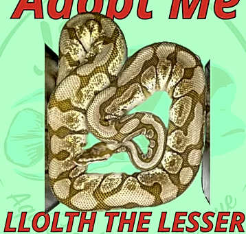 Photo of Llolth the Fancy Ball Python