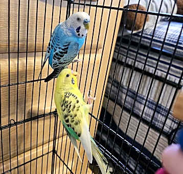 Photo of Enzo and Cavin