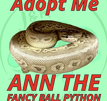 Photo of Ann the Fancy Ball Python