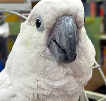 Photo of Rocky