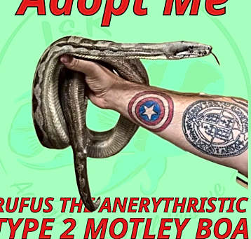 Photo of Rufus the Fancy Boa