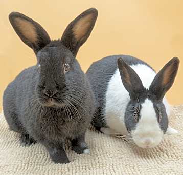 Photo of Larry (& Bob) - bonded pair