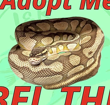 Photo of Bel the Fancy Ball Python