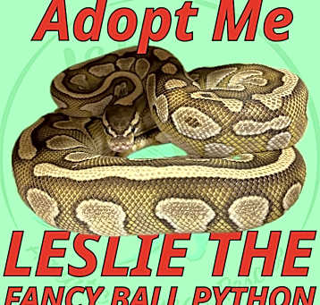 Photo of Leslie the Ball Python