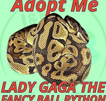 Photo of Lady Gaga the Ball Python