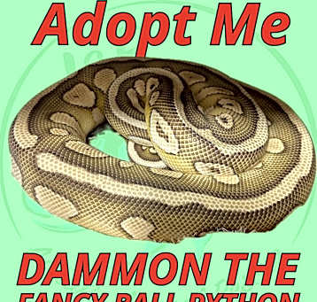 Photo of Dammon the Fancy Ball Python