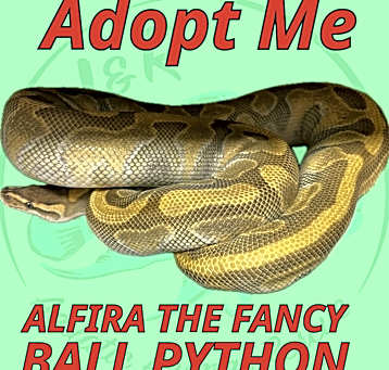 Photo of Alfira the Fancy Ball Python