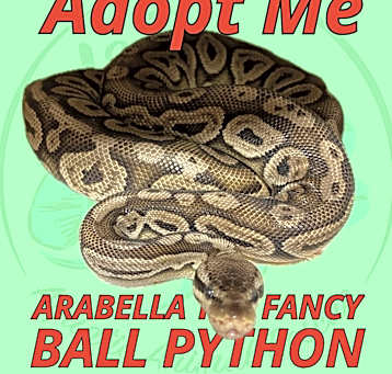 Photo of Arabella the Fancy Ball Python