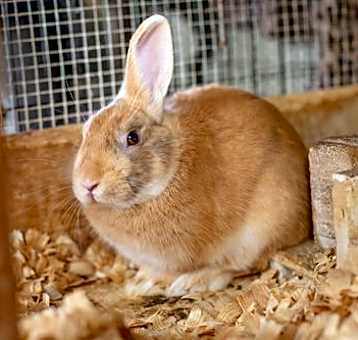 Photo of Clover