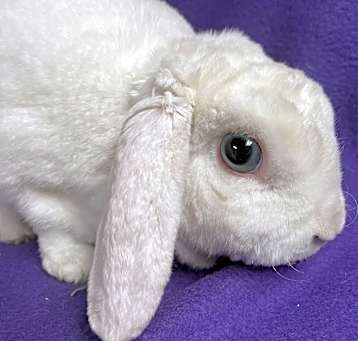 Photo of Marguerite