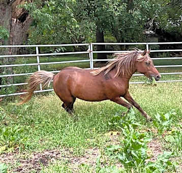 Photo of Foxfire