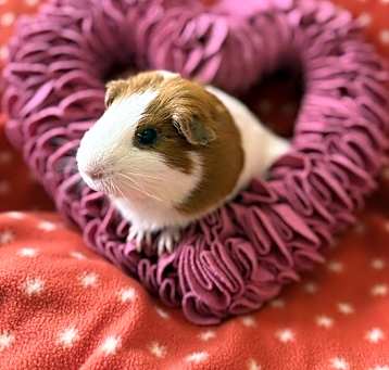 Photo of Bolinho