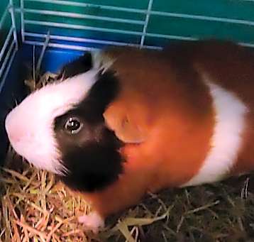 Photo of Gizmoo