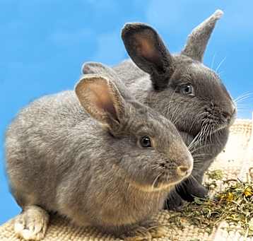 Photo of George (& Louise - bonded pair