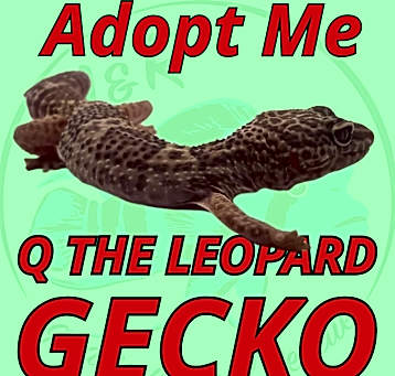 Photo of Q the Leopard Gecko